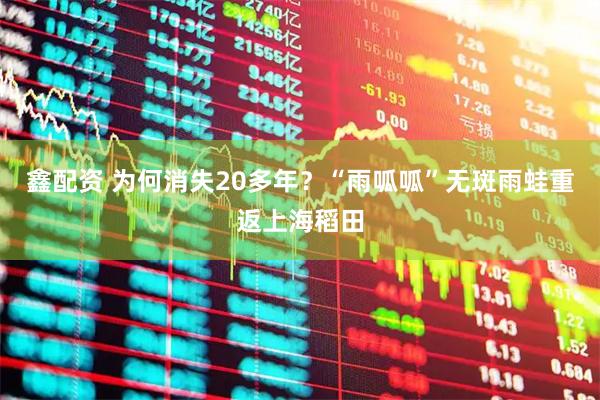 鑫配资 为何消失20多年？“雨呱呱”无斑雨蛙重返上海稻田